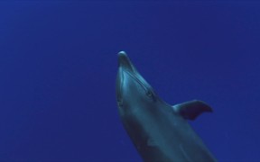 Shot of a Dolphin
