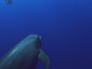 Shot of a Dolphin - Animals - Y8.COM