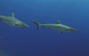 Grey Reef Sharks on a Coral Reef - Animals - VIDEOTIME.COM