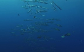 School of Barracudas - Animals - VIDEOTIME.COM
