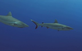Grey Reef Sharks on a Coral Reef