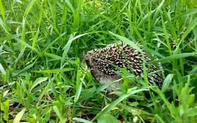 Hedgehog - Animals - VIDEOTIME.COM