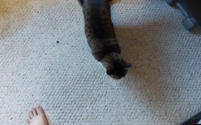 Cat Is Very Confused By Missing Glass - Animals - VIDEOTIME.COM