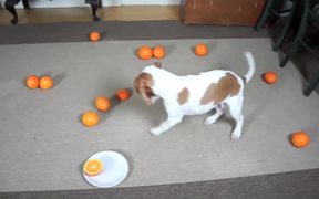 Cute Puppy Vs Orange - Animals - VIDEOTIME.COM