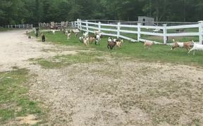 The Running Of The Goats - Animals - VIDEOTIME.COM