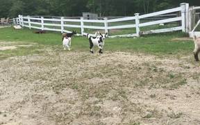 The Running Of The Goats - Animals - VIDEOTIME.COM