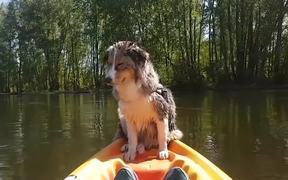 Dog Falls Asleep On A Kayak
