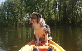 Dog Falls Asleep On A Kayak