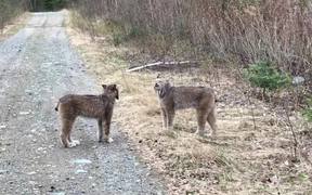 Two Lynx Have Intense Conversation - Animals - VIDEOTIME.COM