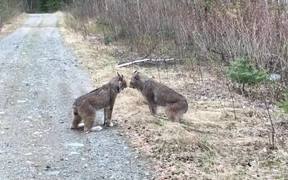 Two Lynx Have Intense Conversation