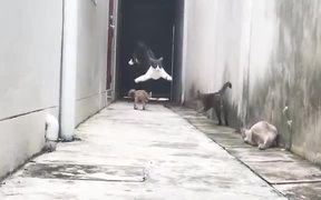 Ninja Cats Jumping - Animals - VIDEOTIME.COM