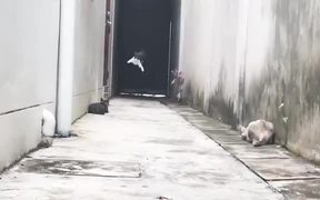 Ninja Cats Jumping