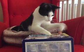 Cat Playing Whack A Finger