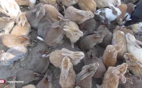 Man Is Smothered By Bunnies - Animals - VIDEOTIME.COM