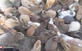 Man Is Smothered By Bunnies