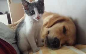 Kitten Playfully Bites Sleeping Dog - Animals - VIDEOTIME.COM