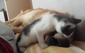 Kitten Playfully Bites Sleeping Dog