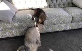 Havanese Dog Tail Is An Awesome Cat Teaser - Animals - VIDEOTIME.COM