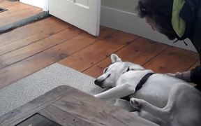 Dramatic Dog And His Kennel - Animals - VIDEOTIME.COM