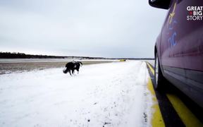 Meet The Dog Protecting Planes From Bird Strikes
