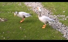 Bar-headed Goose - Animals - VIDEOTIME.COM