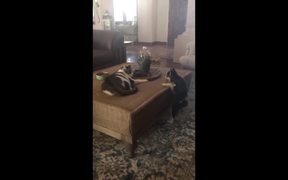 Dog Wants To Play With Cat