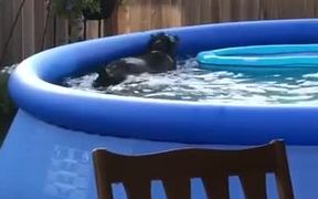 Dog Is Caught Playing In The Pool - Animals - VIDEOTIME.COM
