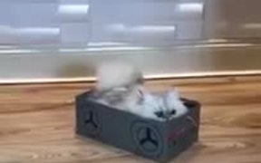 Cat In A Box - Animals - VIDEOTIME.COM