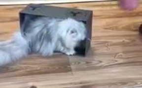 Cat In A Box - Animals - VIDEOTIME.COM