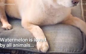 Dogs Eating Watermelon - Animals - VIDEOTIME.COM