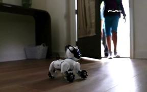 Best Toy Robots of 2016 - Tech - VIDEOTIME.COM