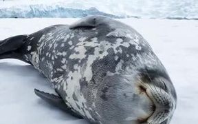 Weddell Seal Making Vocalisations - Animals - VIDEOTIME.COM
