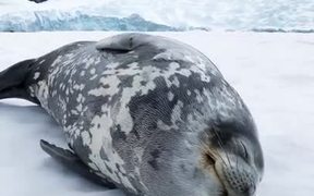 Weddell Seal Making Vocalisations
