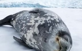 Weddell Seal Making Vocalisations