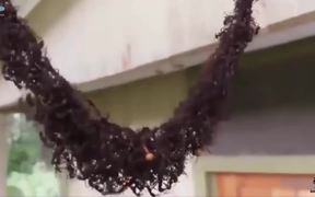 Ants Building A Bridge To Attack Wasp Nest