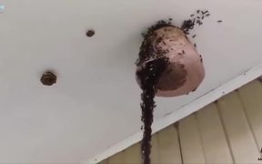 Ants Building A Bridge To Attack Wasp Nest
