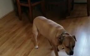 Pit Bull Slowly Tiptoes - Animals - VIDEOTIME.COM