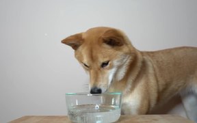 Dog & Seltzer Water. - Animals - VIDEOTIME.COM