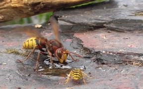Hornet And Wasp