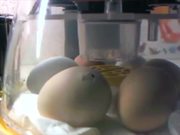 Chick Incubation Project - Tech - Y8.COM