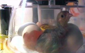 Chick Incubation Project - Tech - VIDEOTIME.COM