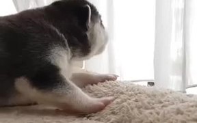 Husky Puppy - Animals - VIDEOTIME.COM