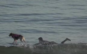 Skyler The Surfing Dog