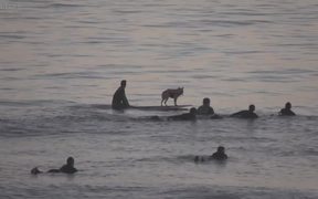 Skyler The Surfing Dog - Animals - VIDEOTIME.COM