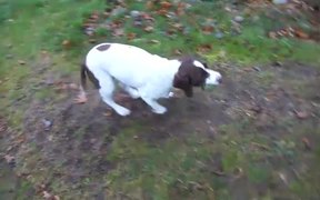 Dog Plays Fetch With Itself - Animals - VIDEOTIME.COM