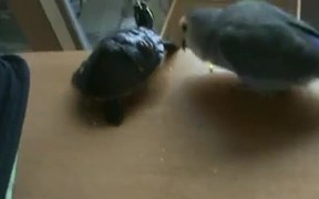 Bird Vs Turtle