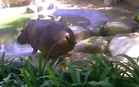 Hippo Sprinkler