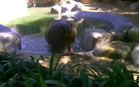 Hippo Sprinkler - Animals - VIDEOTIME.COM