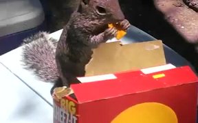 Cheez Its Squirrel - Animals - VIDEOTIME.COM