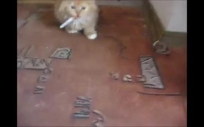 Kitten With Addiction - Animals - VIDEOTIME.COM